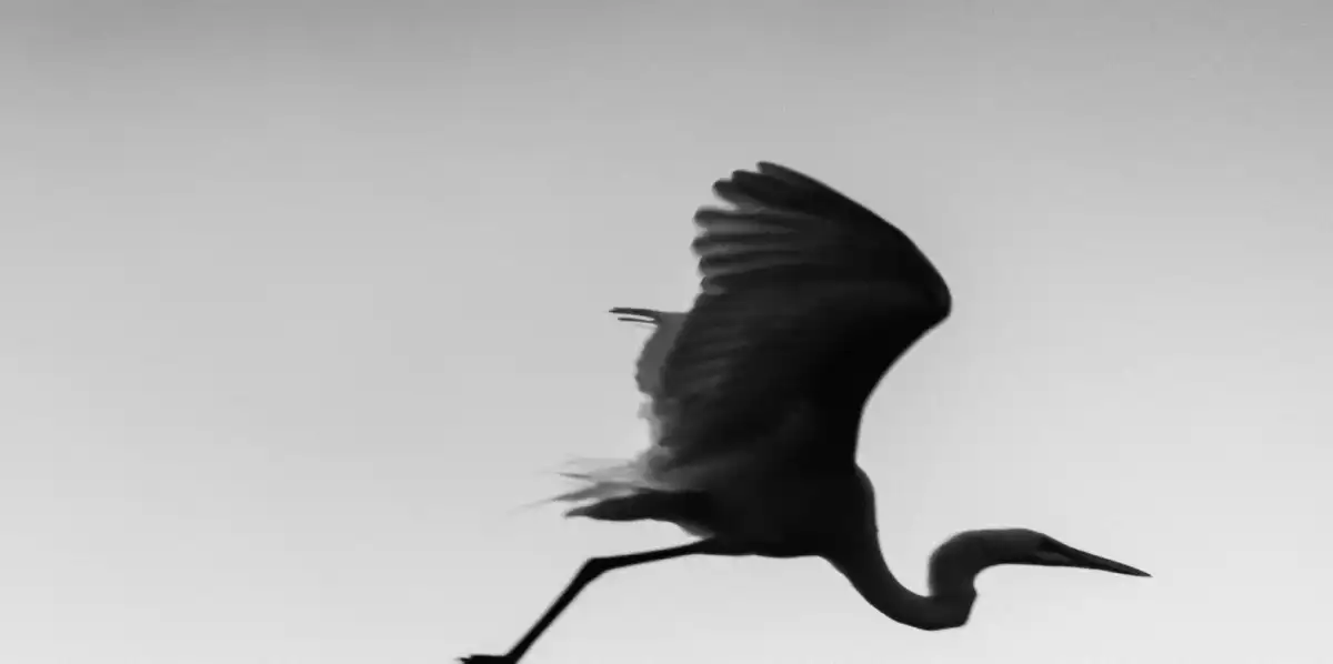 3 Herons Wall Art - Image 14