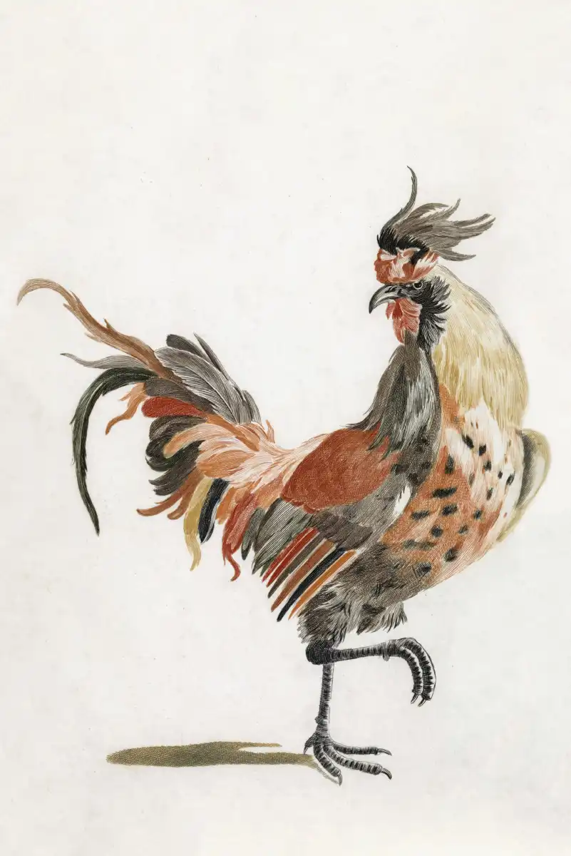 A Cock Wall Art - Image 10