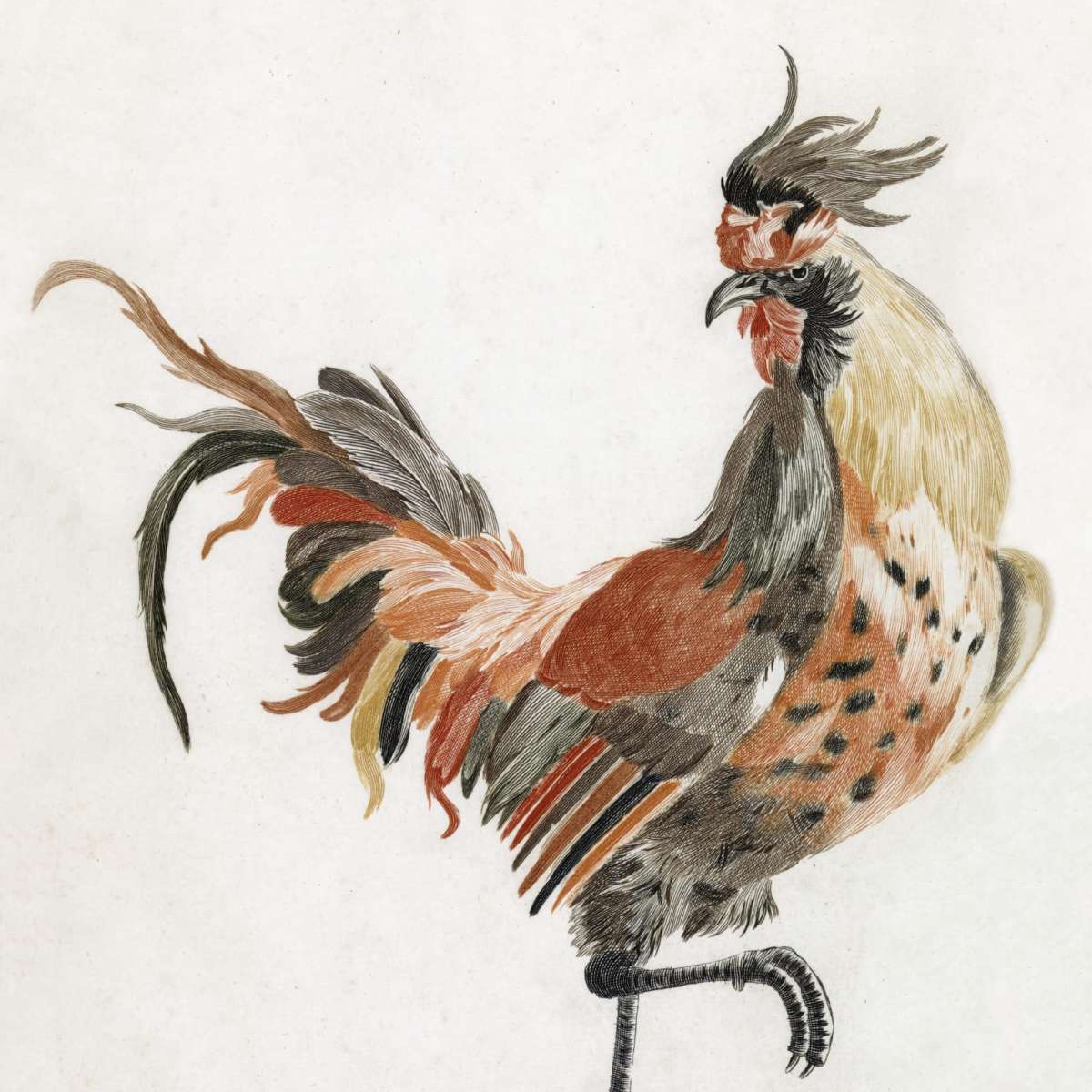 A Cock Wall Art - Image 11