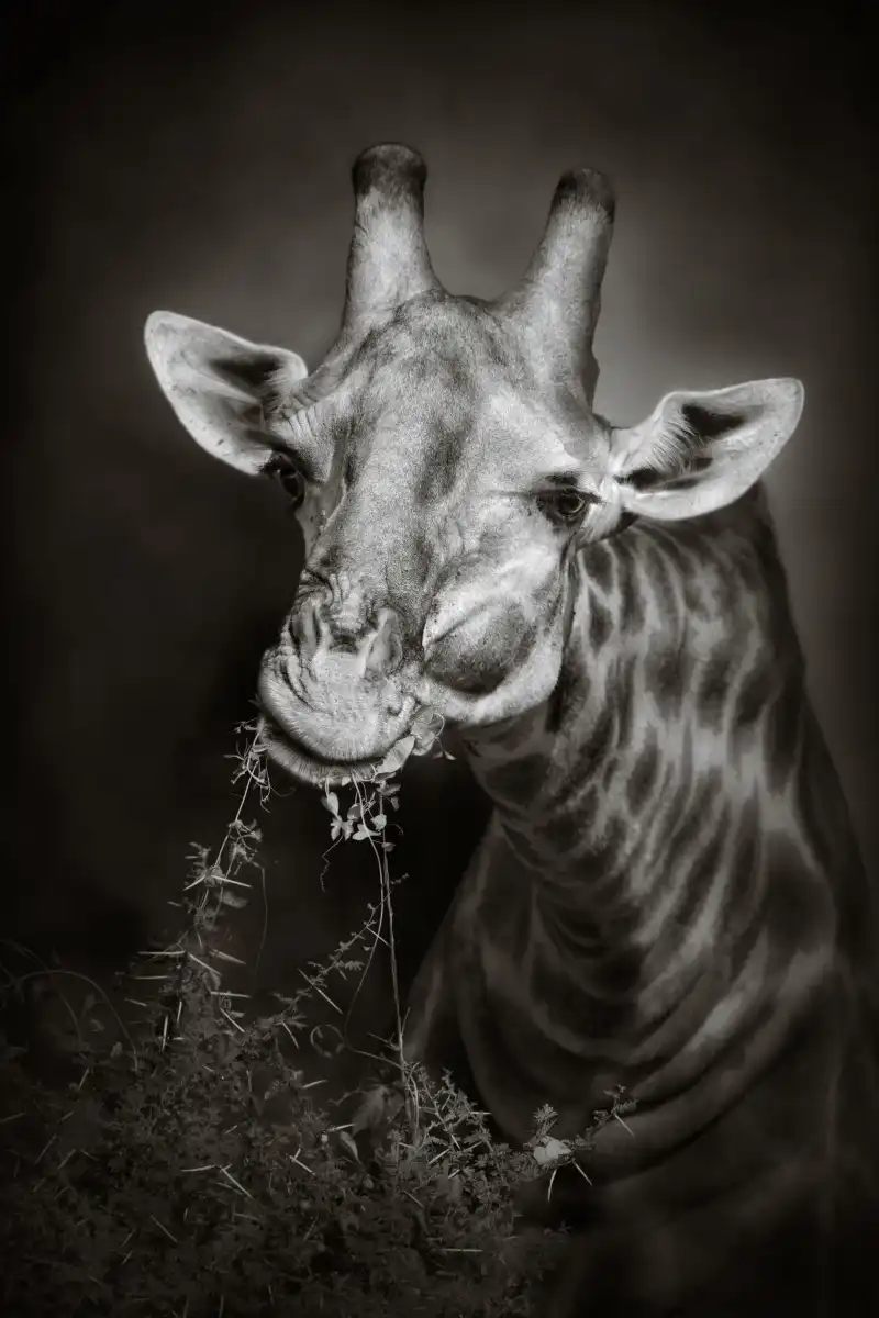 A Giraffe Eating Wall Art - Image 9
