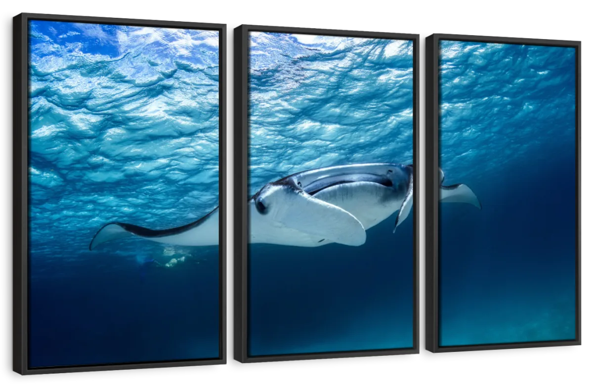 A Manta Ray Wall Art - Image 20
