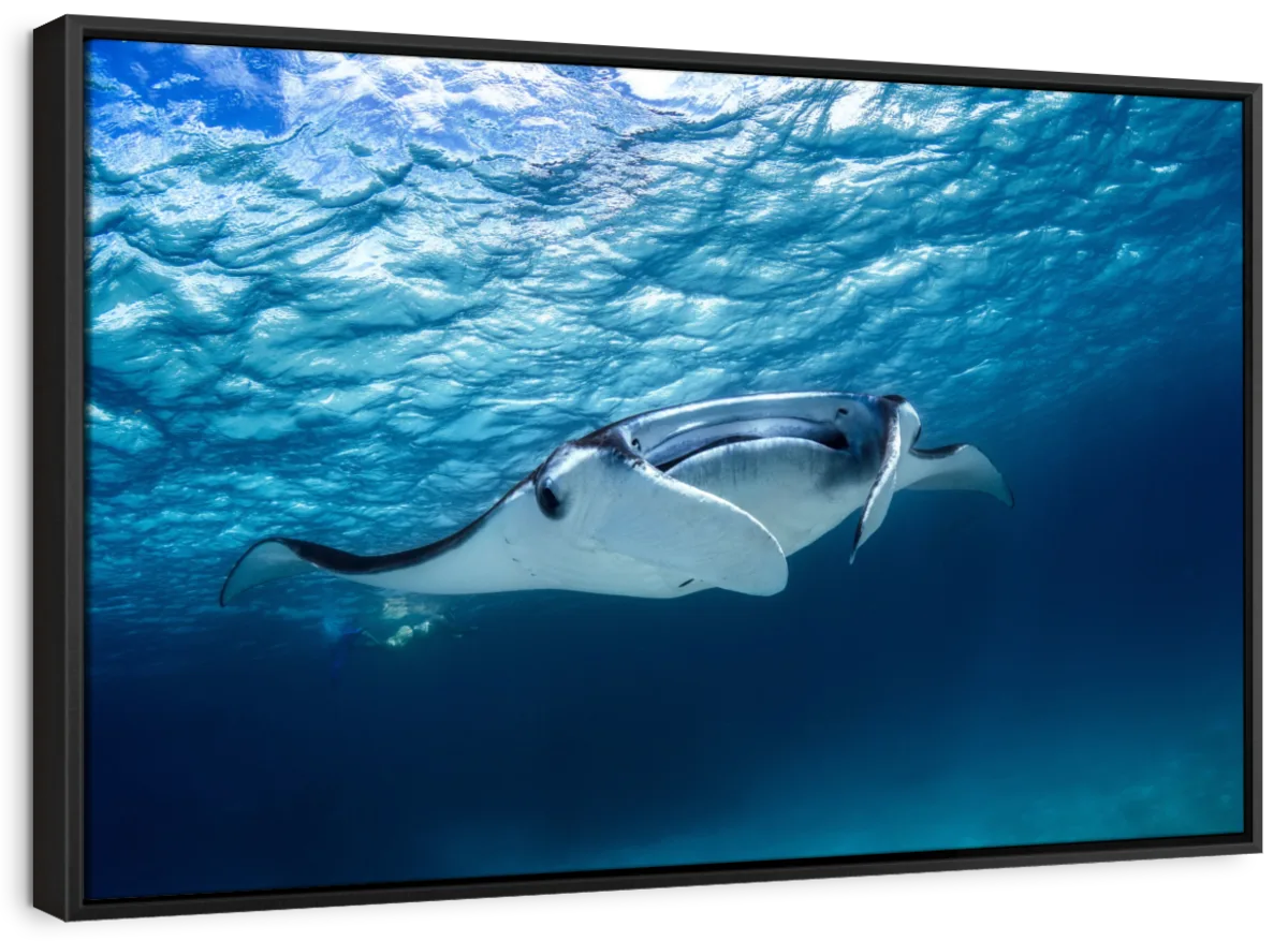 A Manta Ray Wall Art - Image 21
