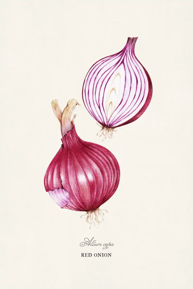 A Red Onion Wall Art - Image 13