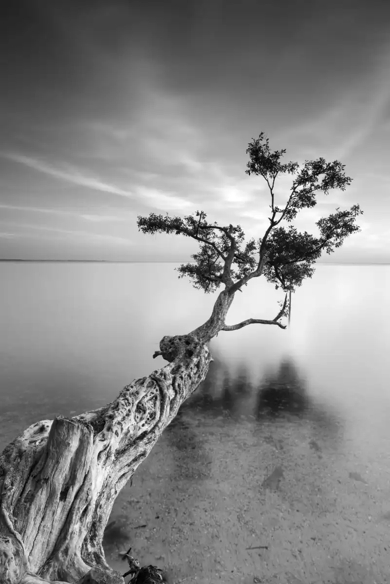A Water Tree V Wall Art - Image 11
