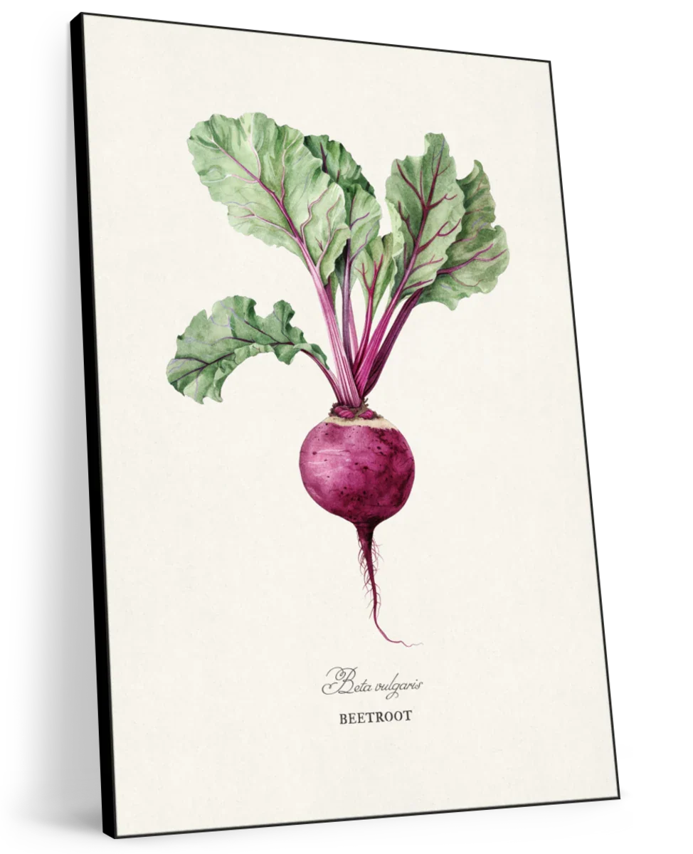 Antique Beetroot Botanical Art Wall Art - Image 11