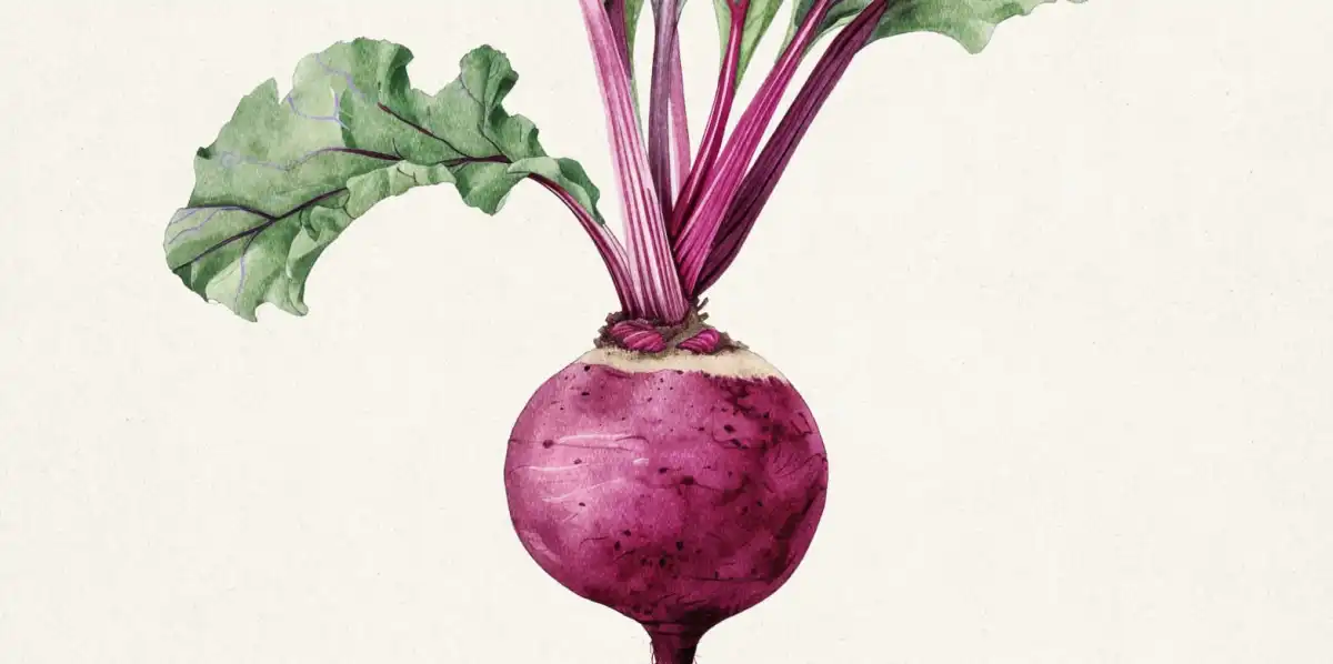 Antique Beetroot Botanical Art Wall Art - Image 15
