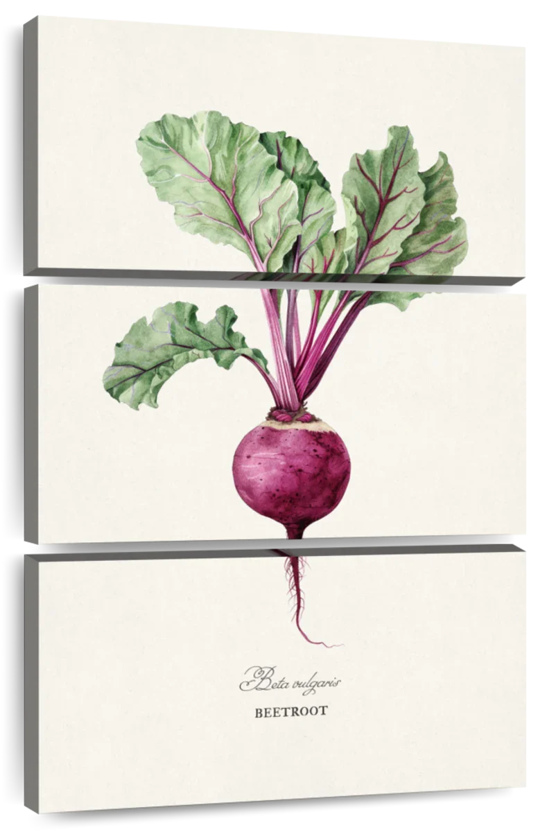 Antique Beetroot Botanical Art Wall Art - Image 8