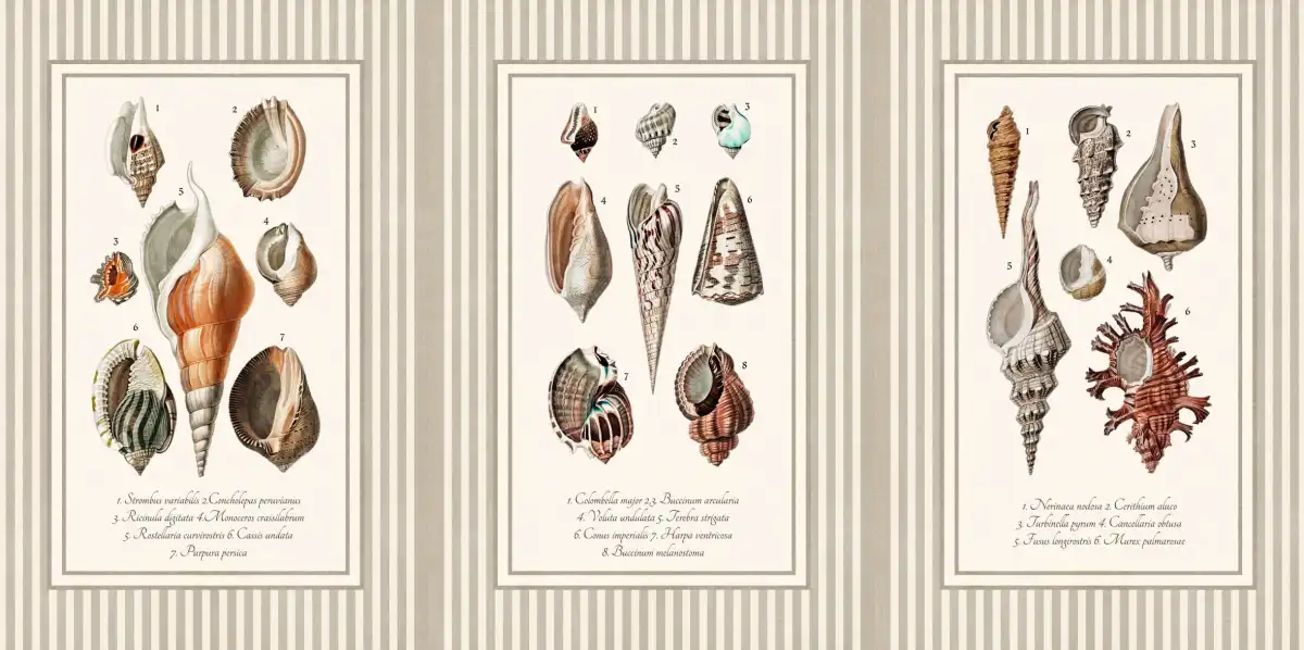 Antique Seashell Collection Triptych Wall Art - Image 14