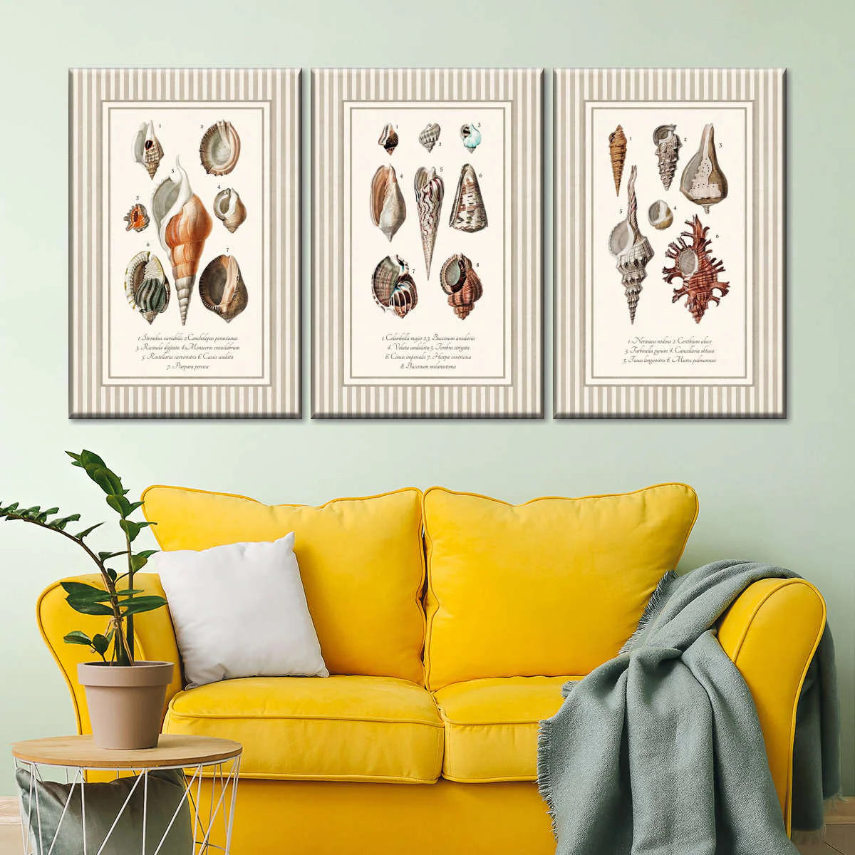 Antique Seashell Collection Triptych Wall Art - Image 4