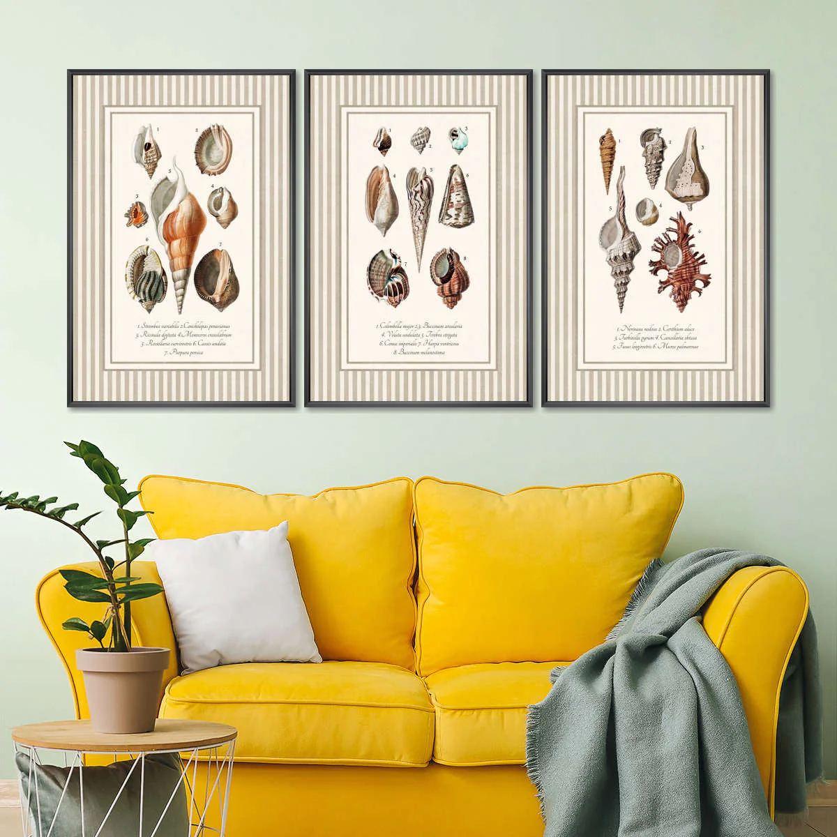 Antique Seashell Collection Triptych Wall Art - Image 7