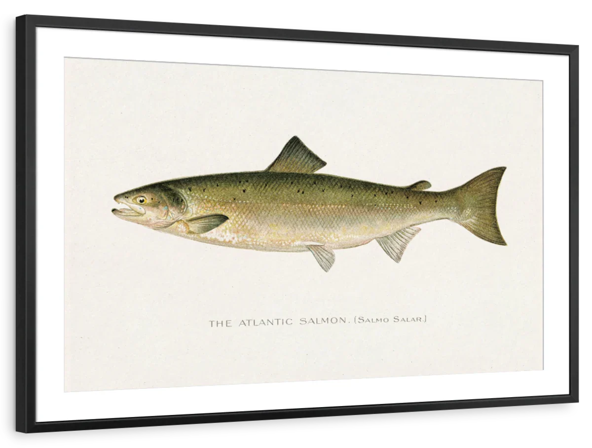 Atlantic Salmon Wall Art - Image 14