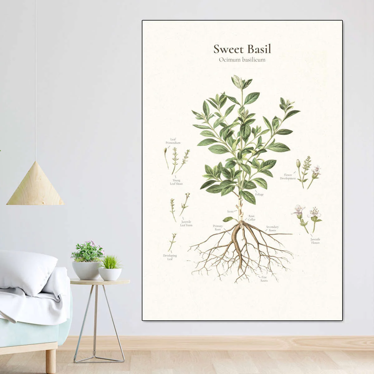 Basil Botanical Study Wall Art - Image 7