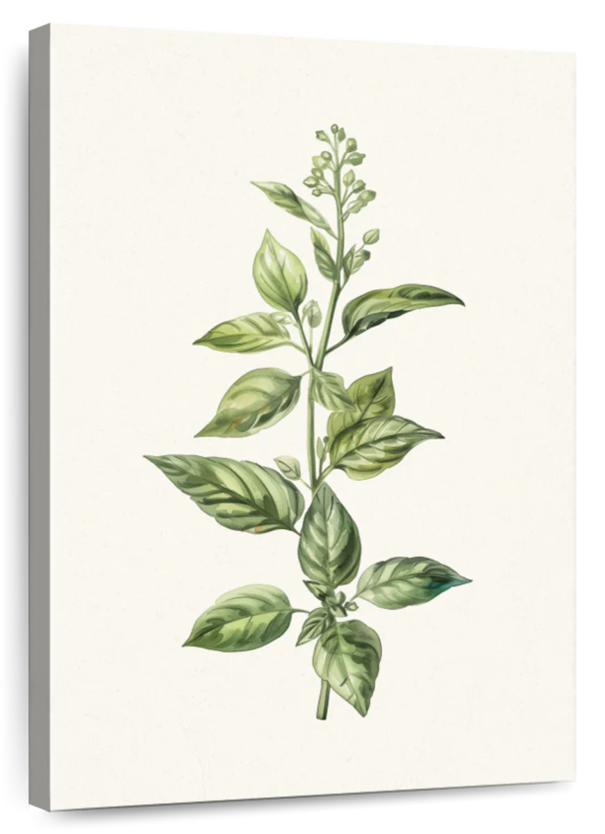 Basil Plant Print Wall Art