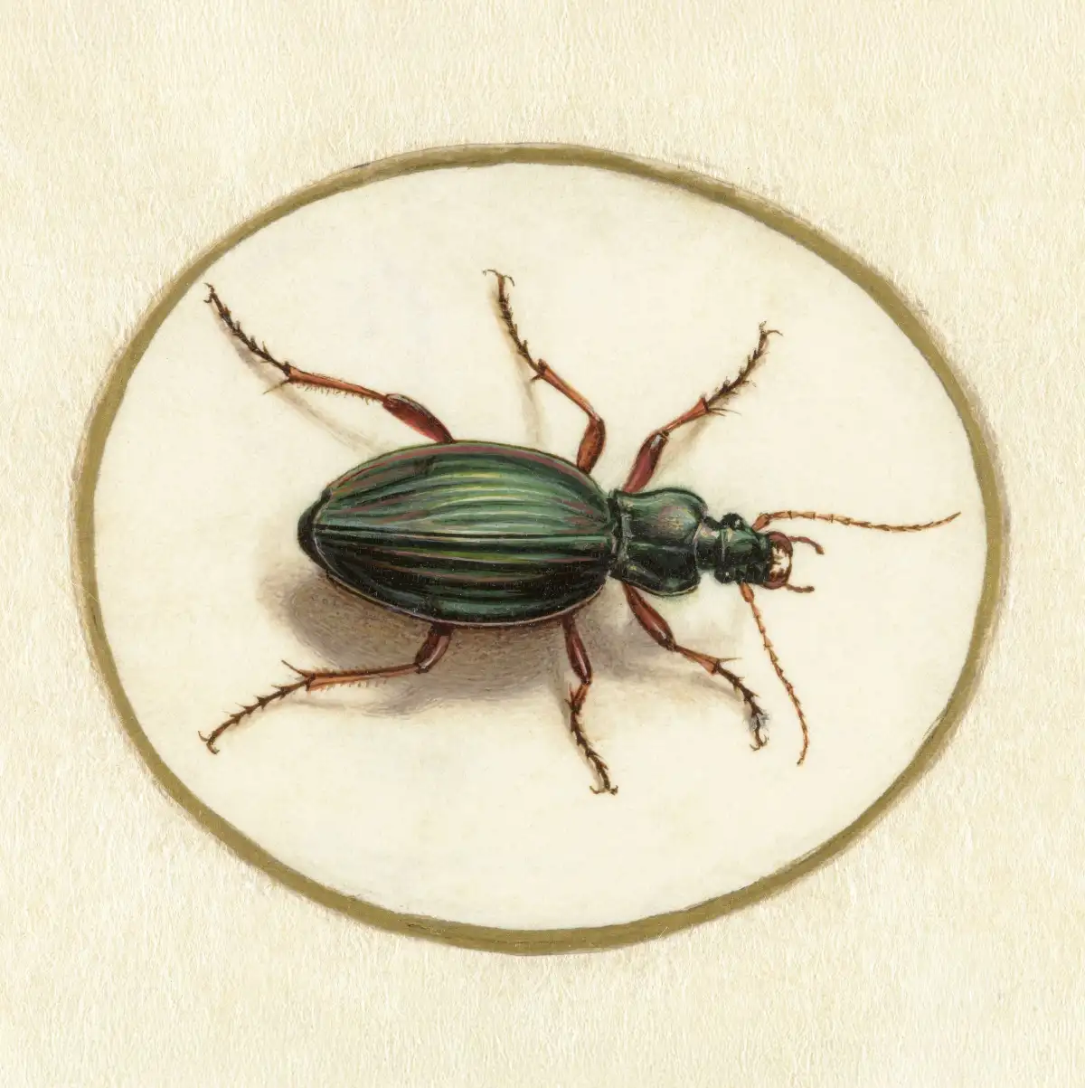 Beetle 1690-1700 Wall Art - Image 10
