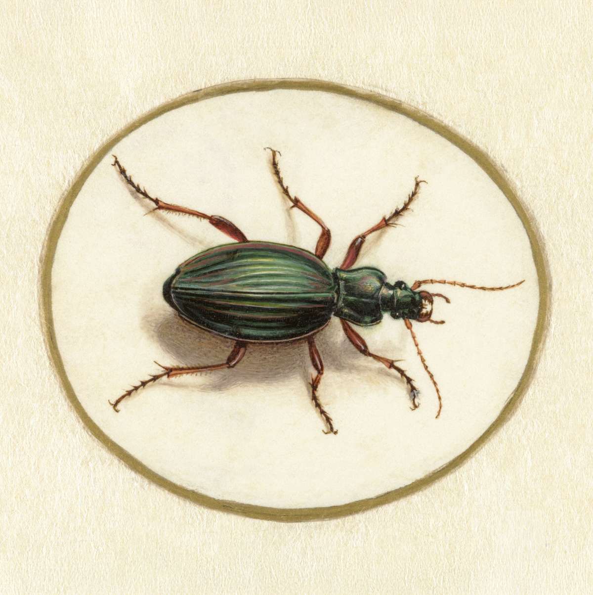 Beetle 1690-1700 Wall Art - Image 11