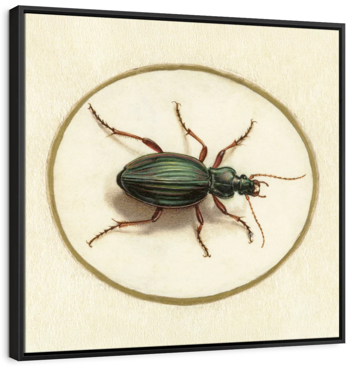 Beetle 1690-1700 Wall Art - Image 6