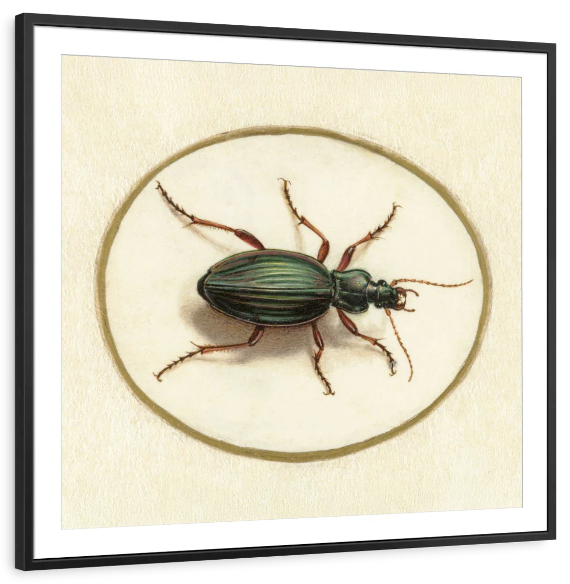 Beetle 1690-1700 Wall Art - Image 7