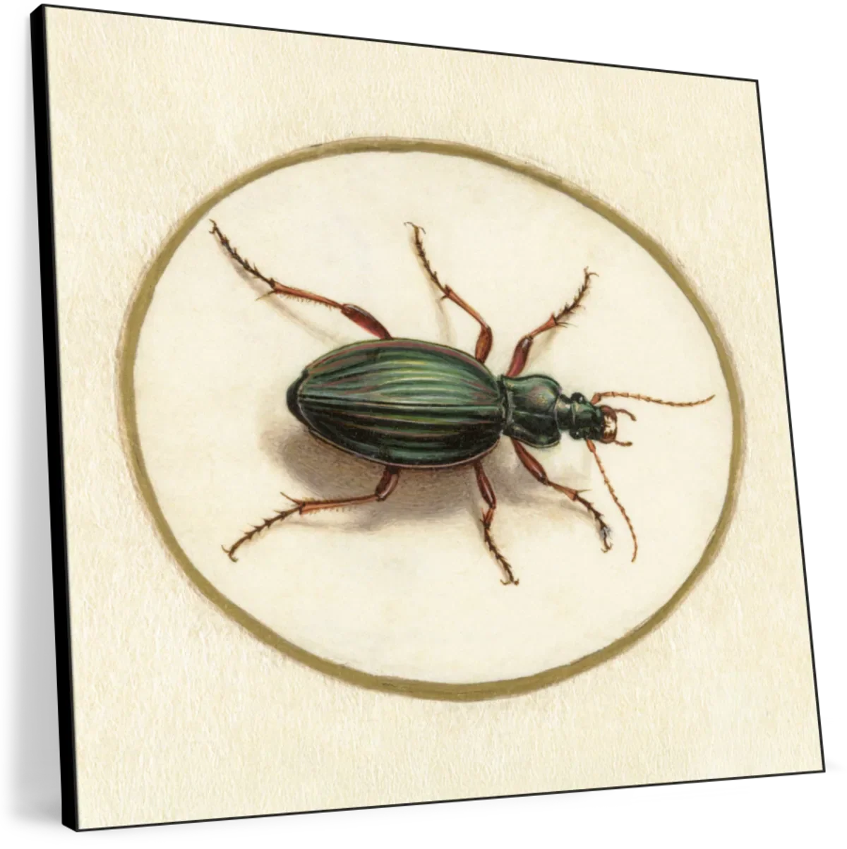 Beetle 1690-1700 Wall Art - Image 8