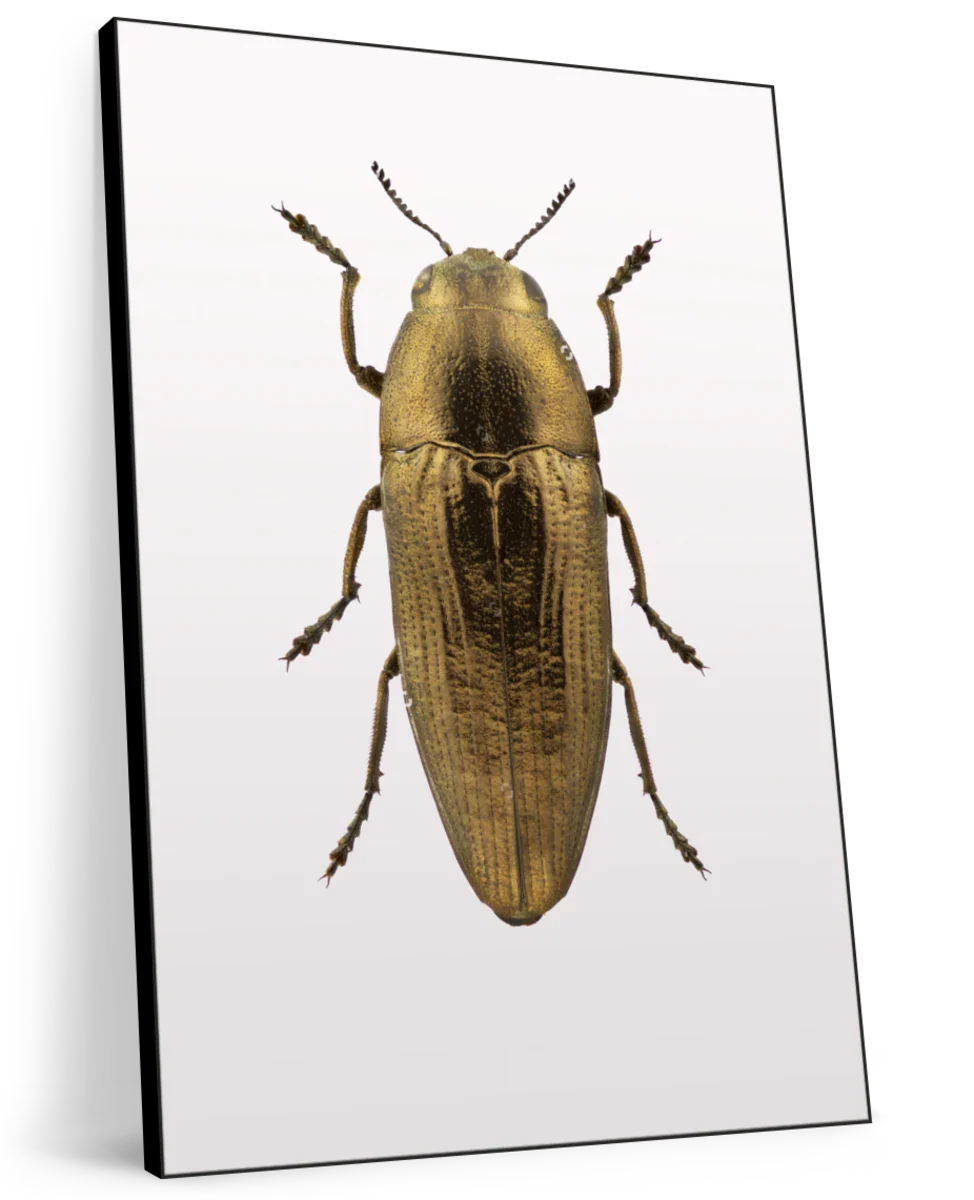 Beetle IV Wall Art - Image 11