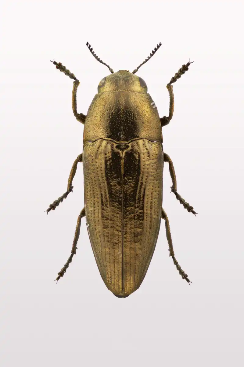 Beetle IV Wall Art - Image 12