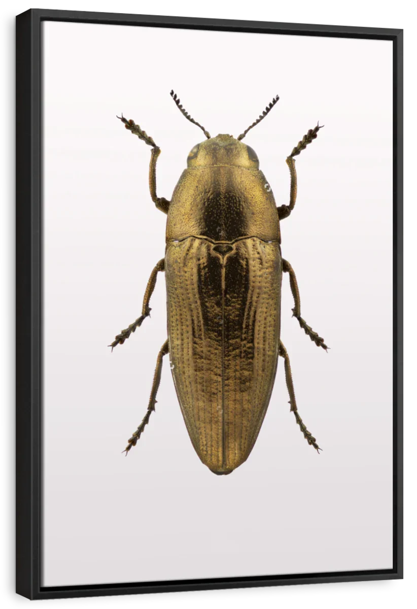 Beetle IV Wall Art - Image 9