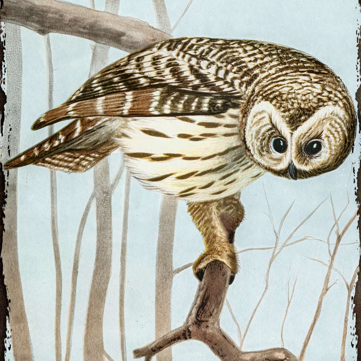 Bird Life - Barred Owl Wall Art - Image 11