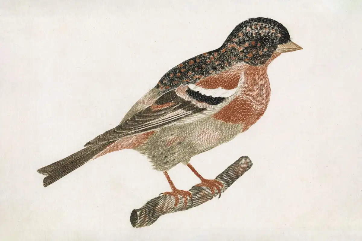 Bird On A Branch Facing Right Wall Art - Image 10