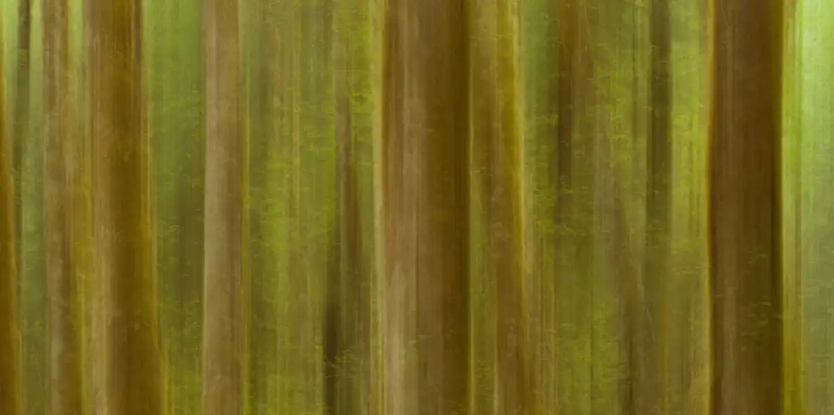Blurred Trees No. 1 Wall Art - Image 15