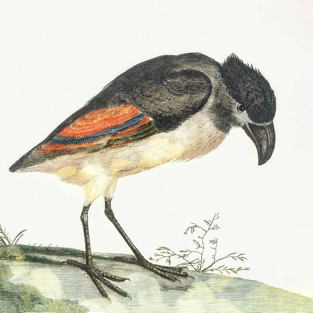 Boat-Billed Heron Wall Art - Image 10