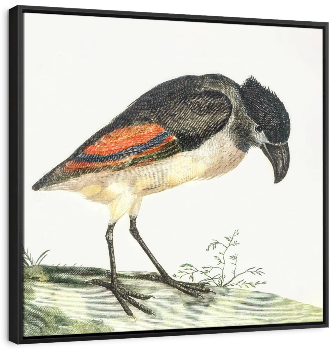 Boat-Billed Heron Wall Art - Image 6