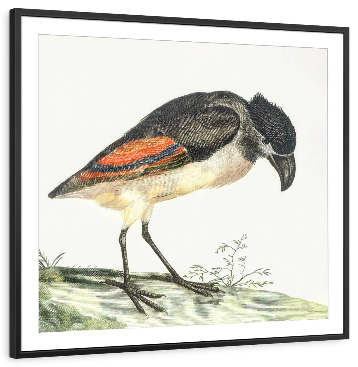 Boat-Billed Heron Wall Art - Image 7