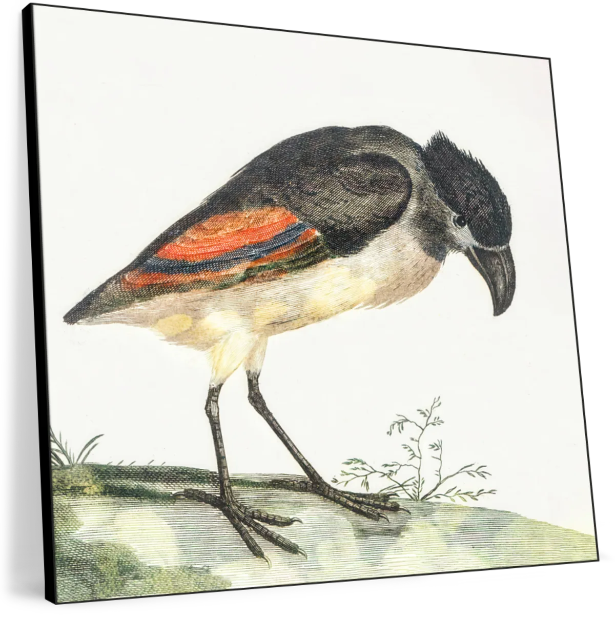 Boat-Billed Heron Wall Art - Image 8