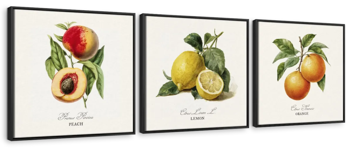 Botanical Fruit Study – Peach, Lemon & Orange Wall Art - Image 10
