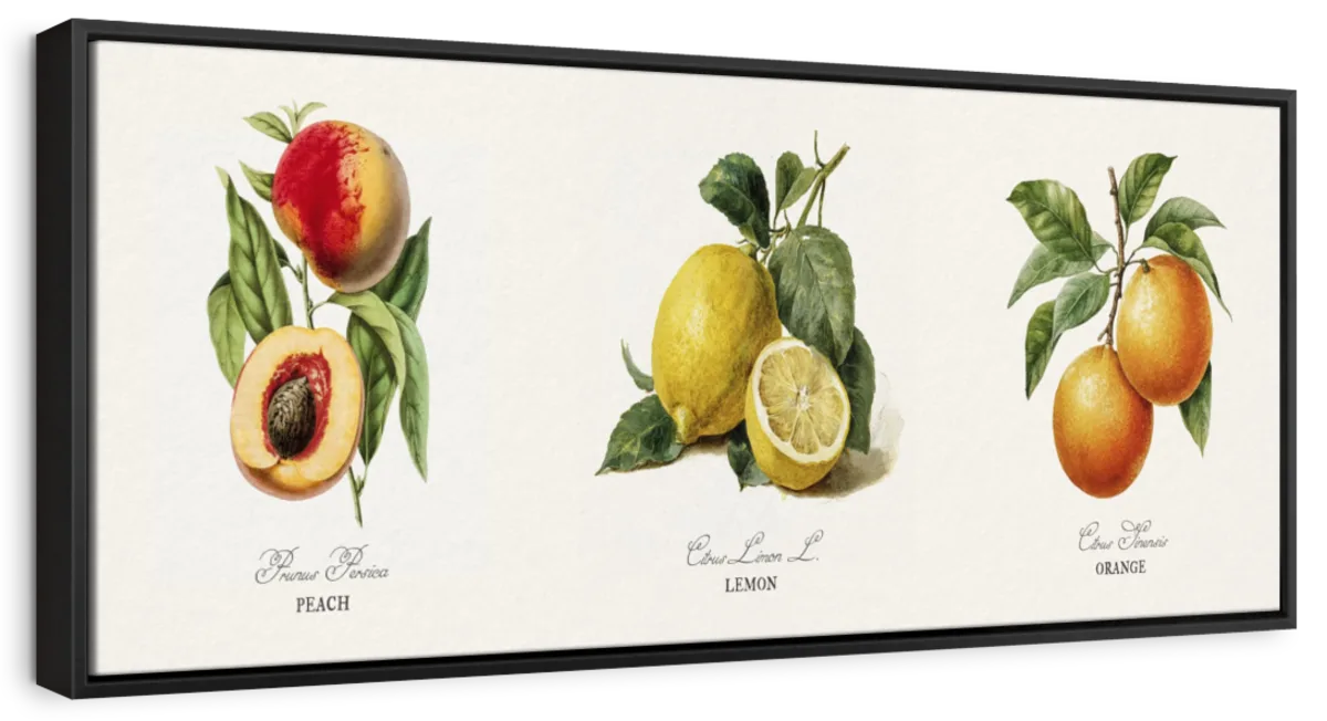Botanical Fruit Study – Peach, Lemon & Orange Wall Art - Image 11