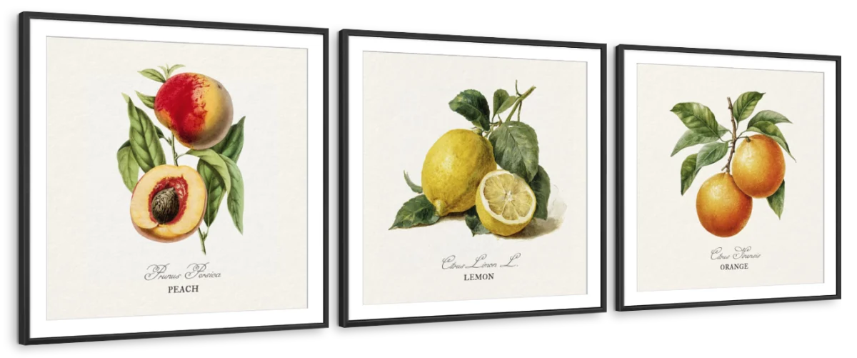Botanical Fruit Study – Peach, Lemon & Orange Wall Art - Image 12