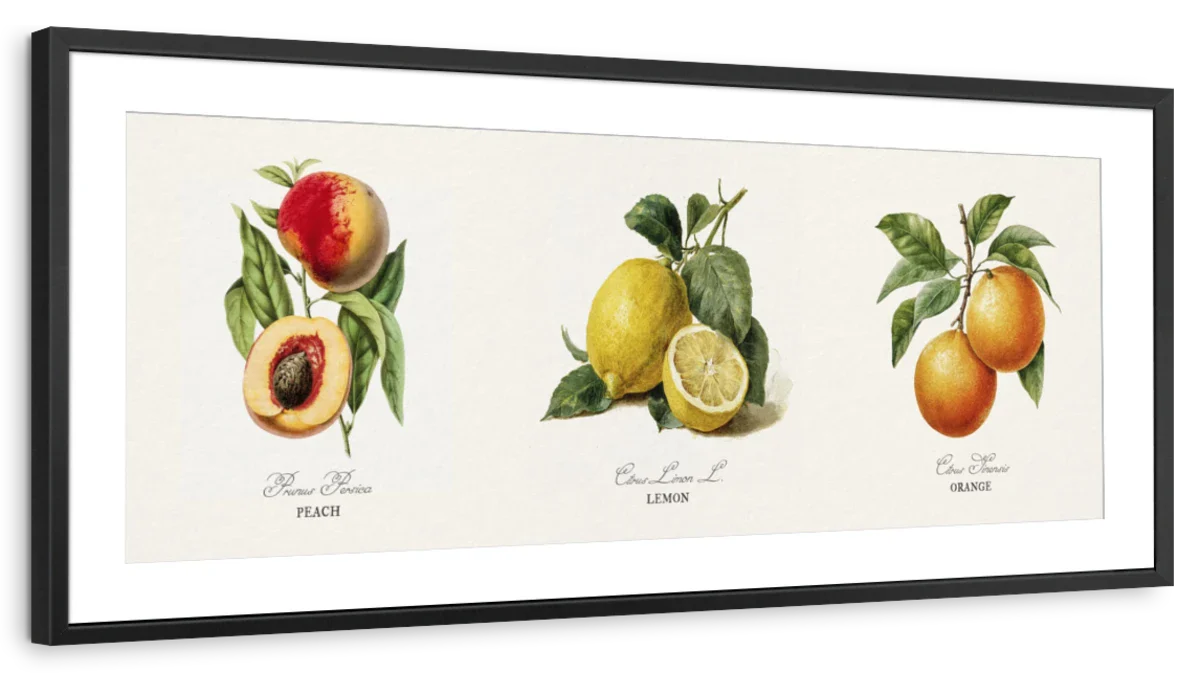 Botanical Fruit Study – Peach, Lemon & Orange Wall Art - Image 13
