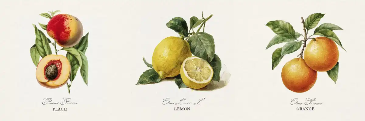 Botanical Fruit Study – Peach, Lemon & Orange Wall Art - Image 14
