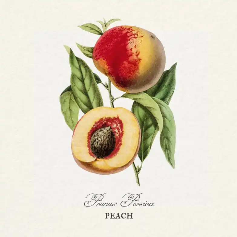 Botanical Fruit Study – Peach, Lemon & Orange Wall Art - Image 16