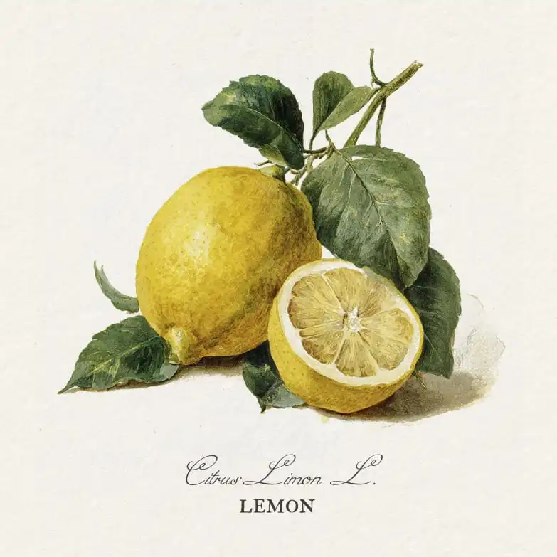 Botanical Fruit Study – Peach, Lemon & Orange Wall Art - Image 17