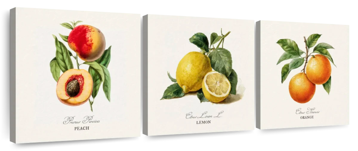 Botanical Fruit Study – Peach, Lemon & Orange Wall Art - Image 9