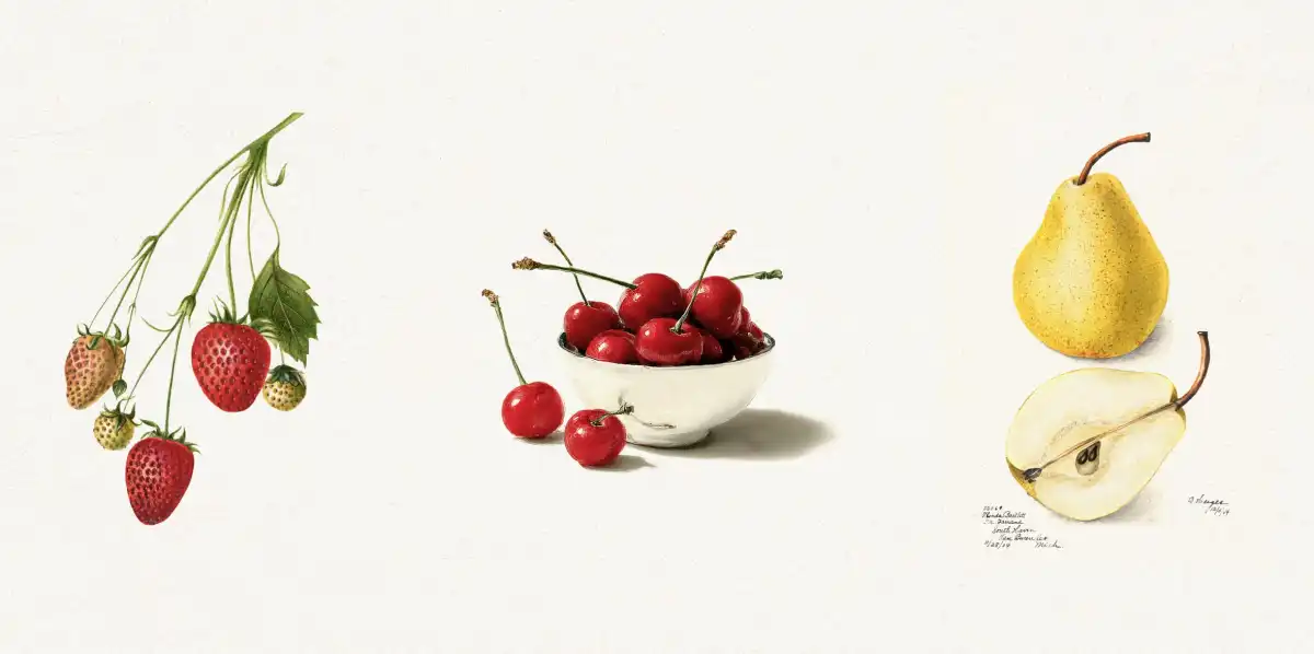 Botanical Fruit Study – Strawberry, Cherry & Pear Wall Art - Image 14