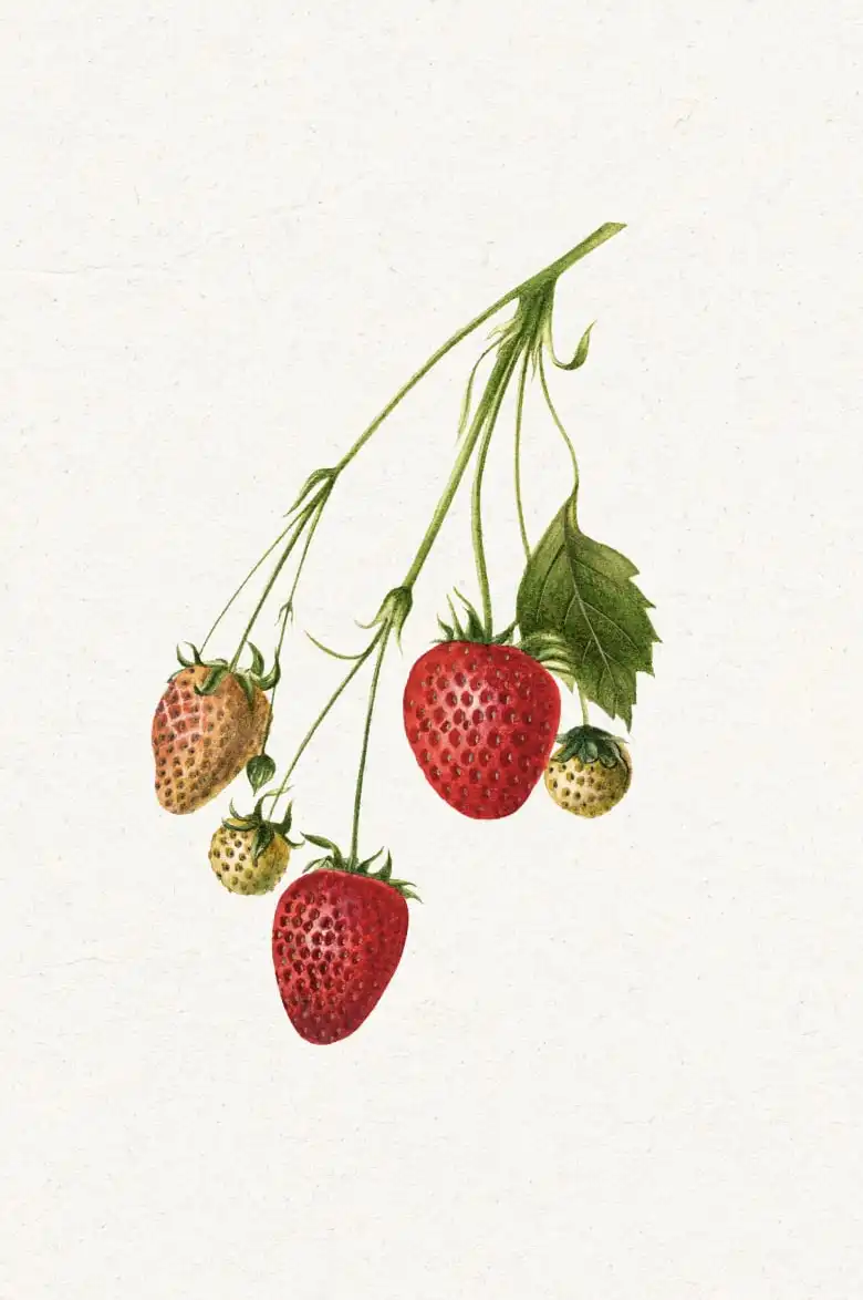 Botanical Fruit Study – Strawberry, Cherry & Pear Wall Art - Image 16
