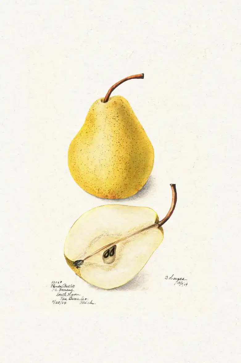 Botanical Fruit Study – Strawberry, Cherry & Pear Wall Art - Image 18
