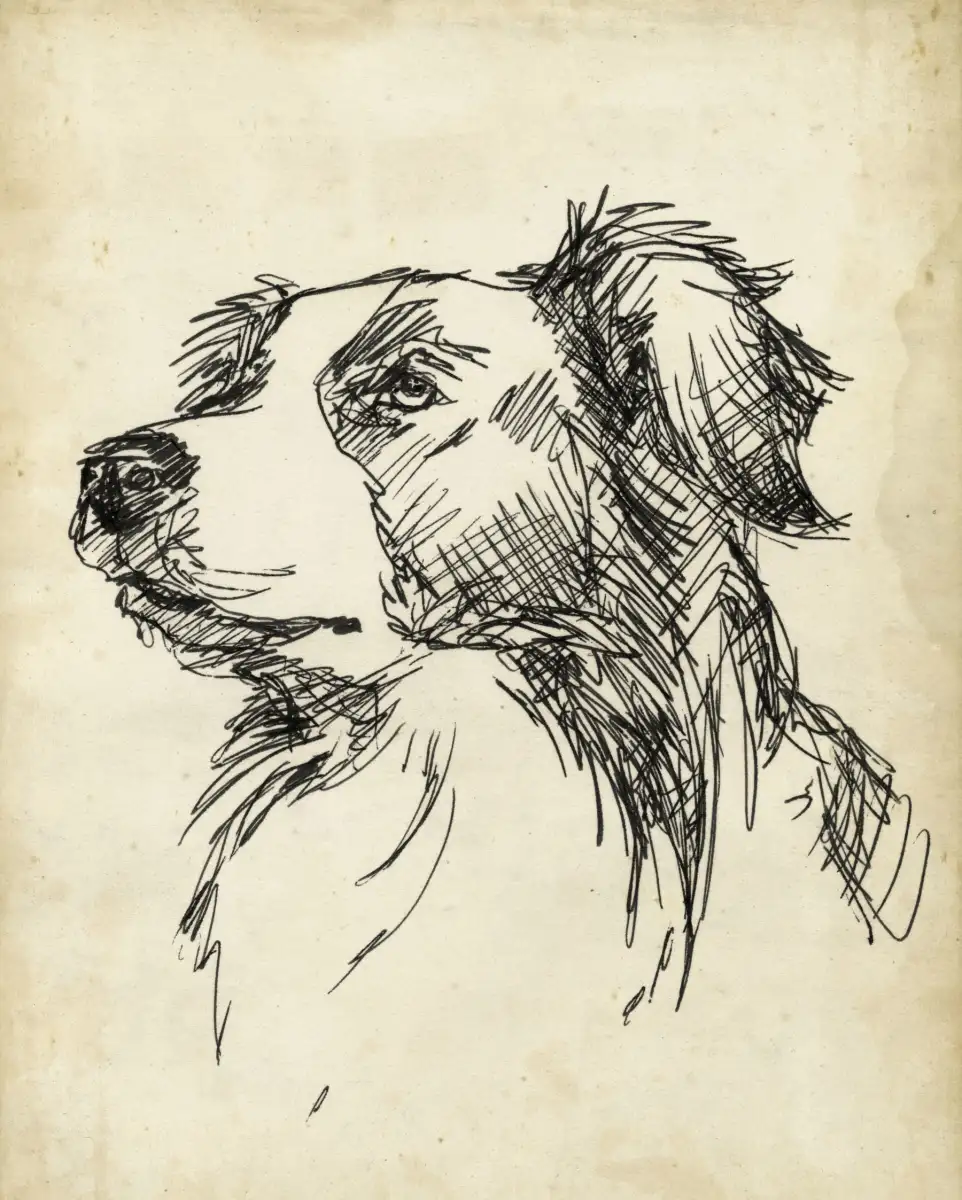 Breed Studies IX Wall Art - Image 9