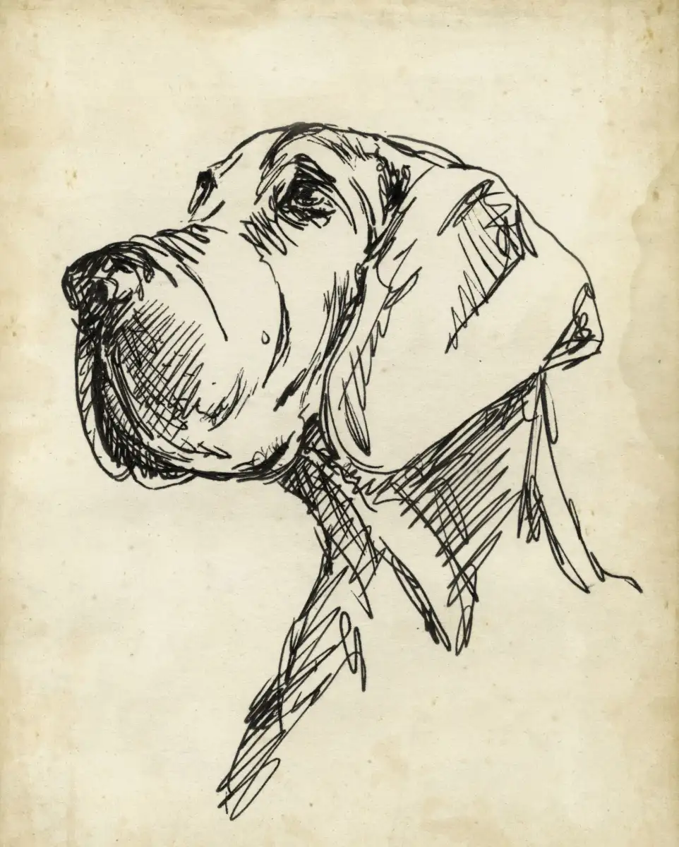 Breed Studies VI Wall Art - Image 9