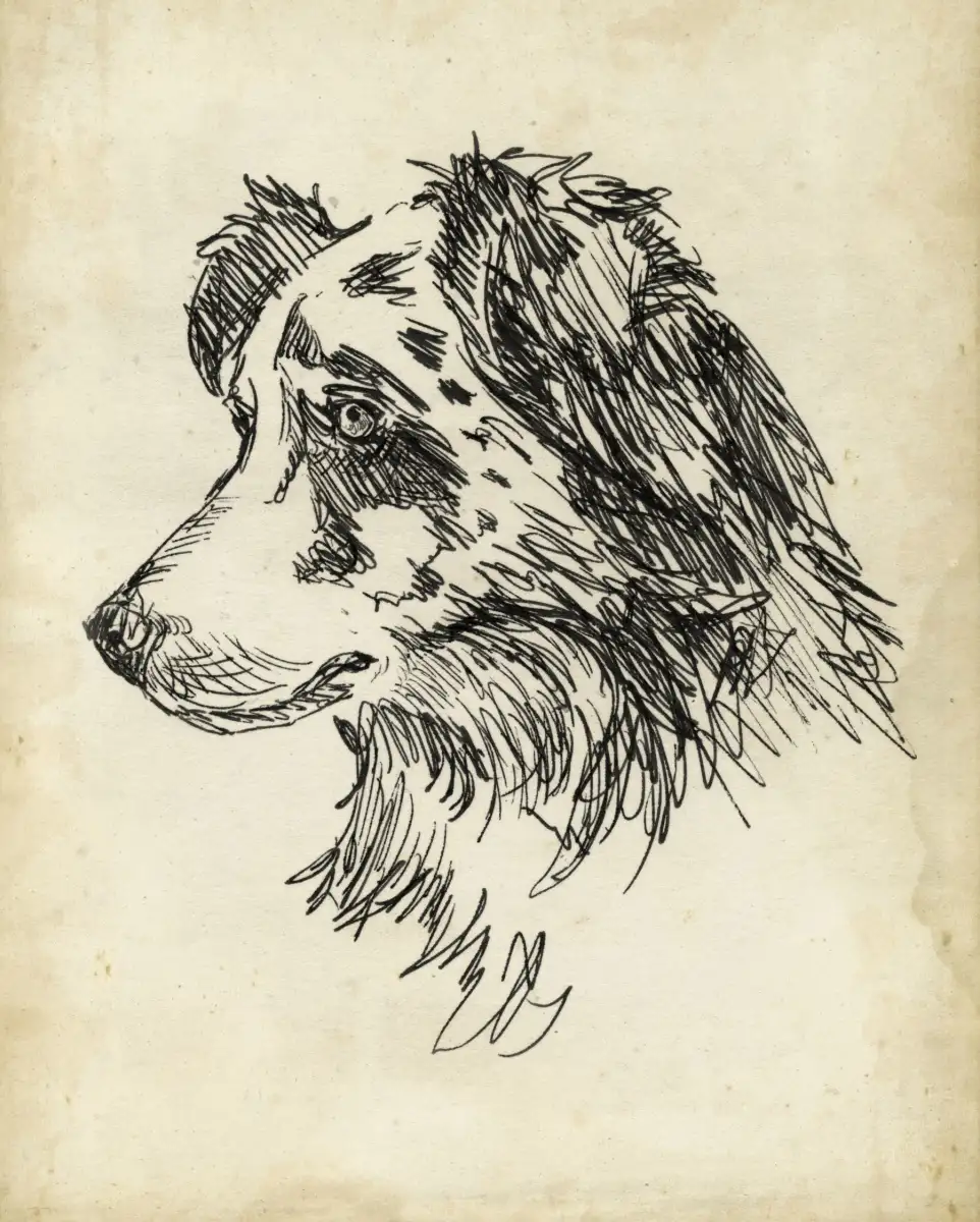 Breed Studies XI Wall Art - Image 8