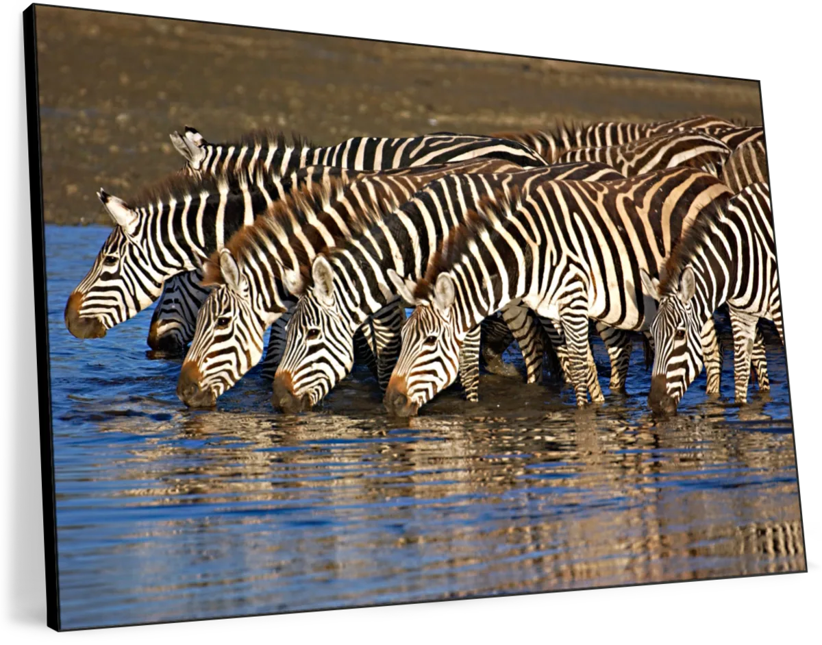 Burchells Zebra Drinking Water Tanzania Wall Art - Image 14