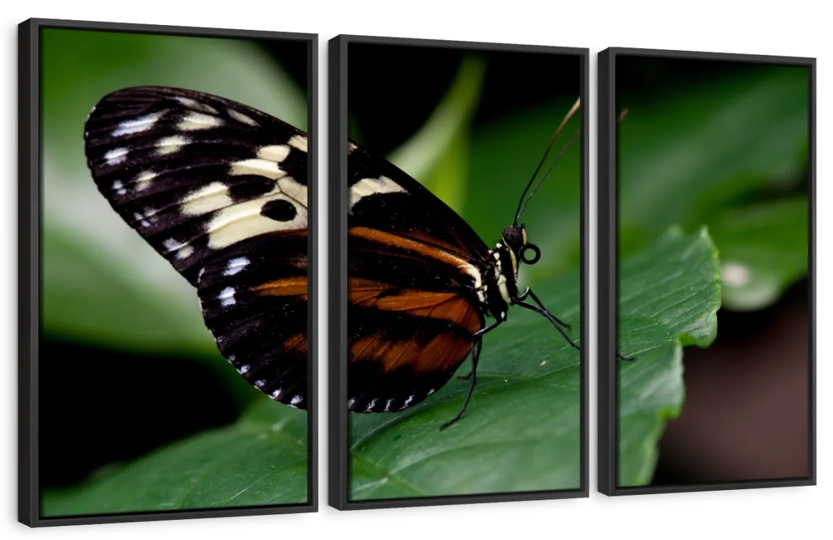 Butterfly Posing Wall Art - Image 11