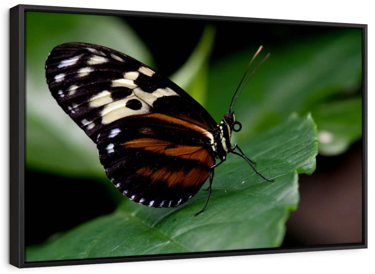 Butterfly Posing Wall Art - Image 12