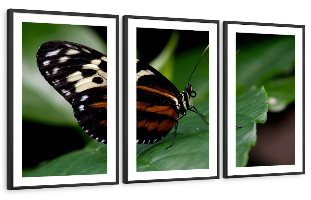 Butterfly Posing Wall Art - Image 13